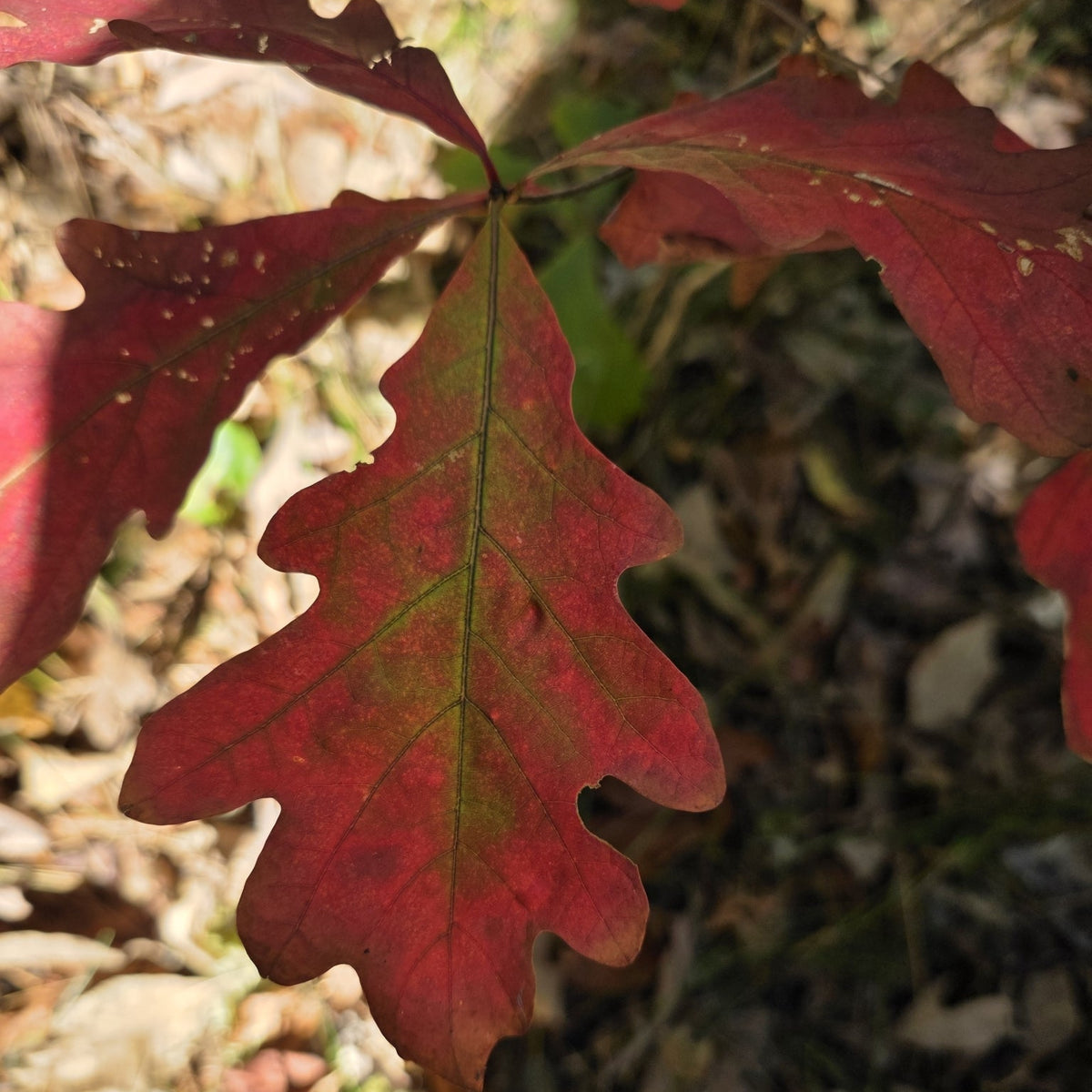 Quercus alba (White Oak)