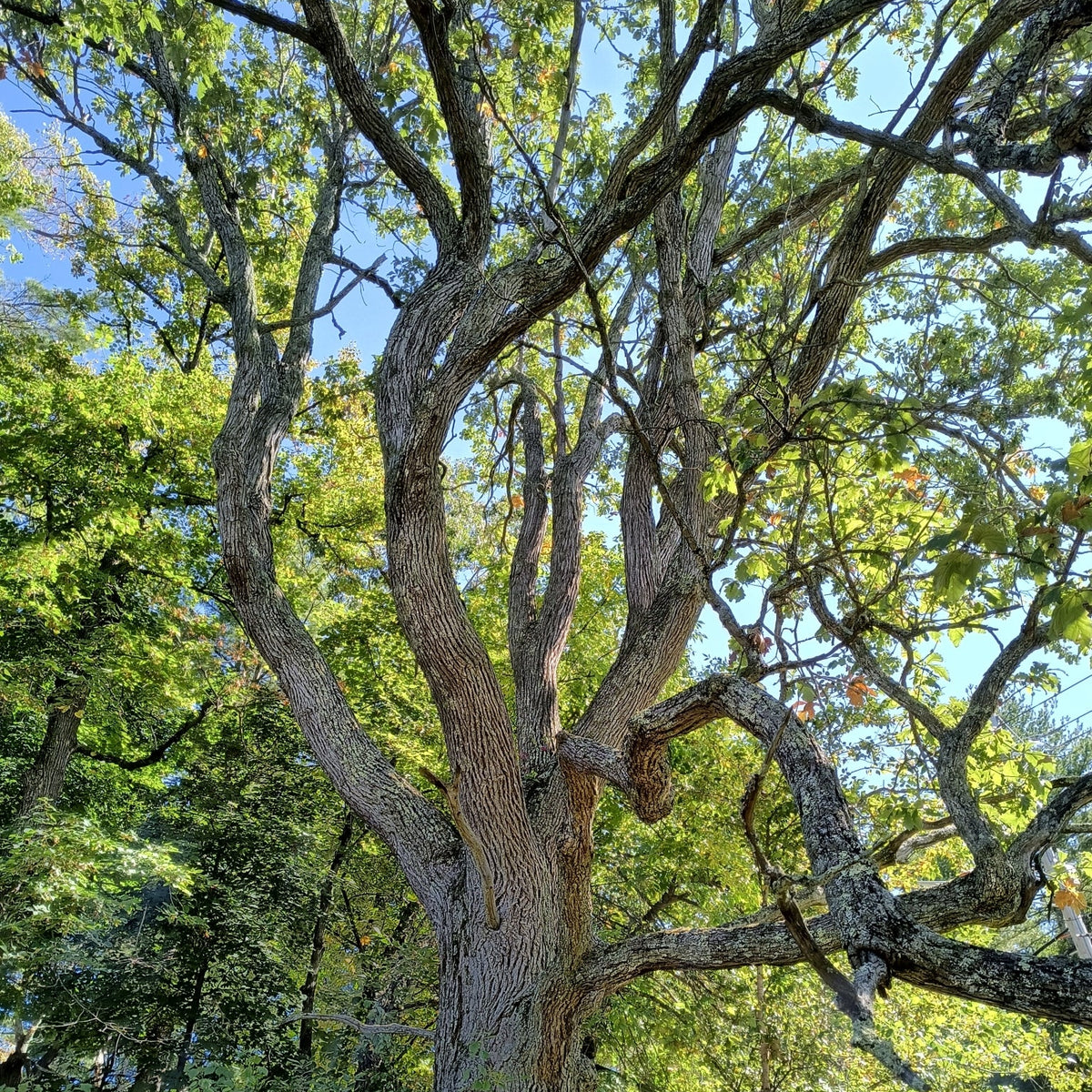 Quercus bicolor (Swamp White Oak)