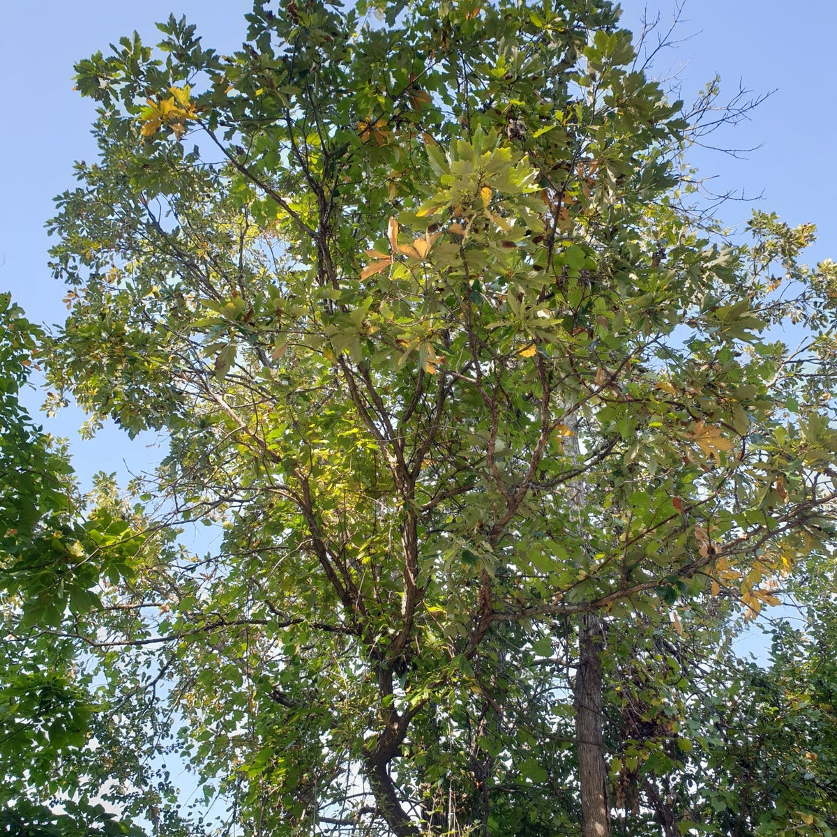 Quercus bicolor (Swamp White Oak)