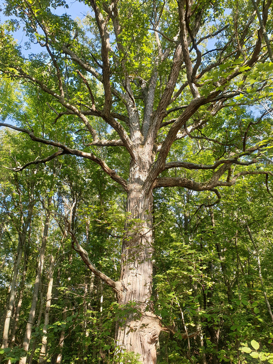 Quercus bicolor (Swamp White Oak)