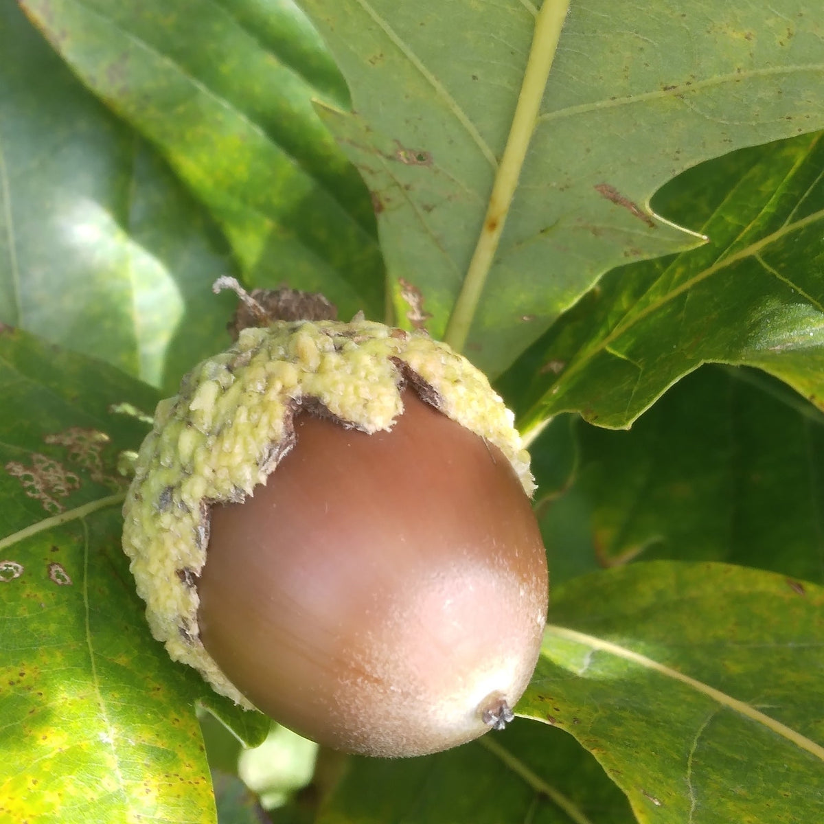 Quercus bicolor (Swamp White Oak)