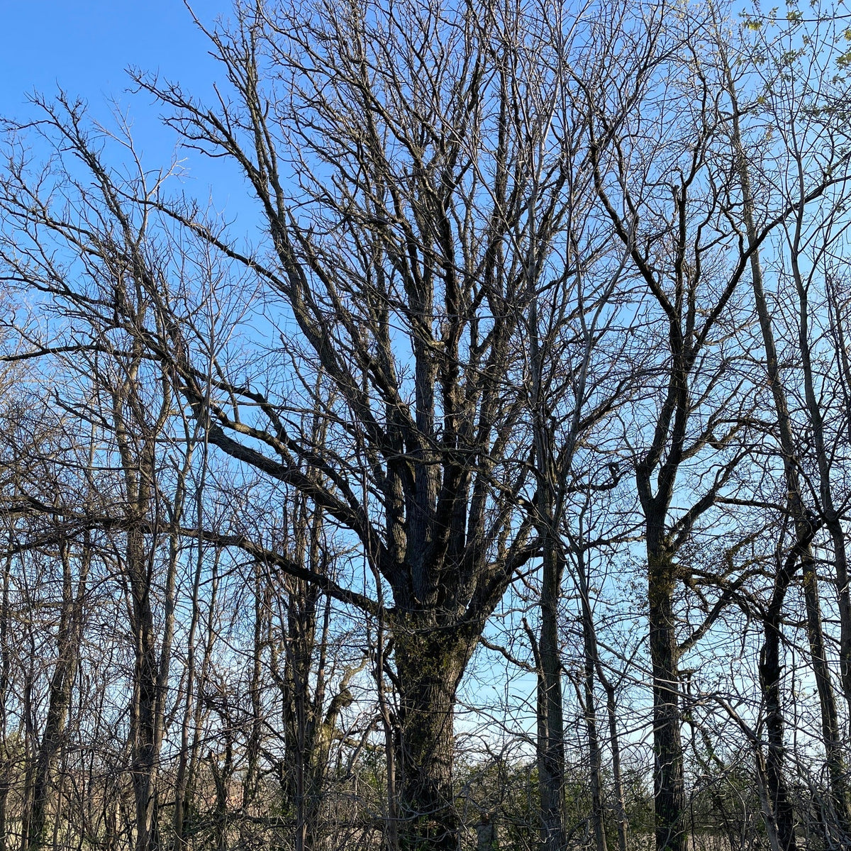 Quercus bicolor (Swamp White Oak)