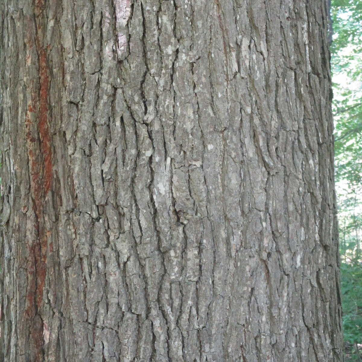 Quercus bicolor (Swamp White Oak)