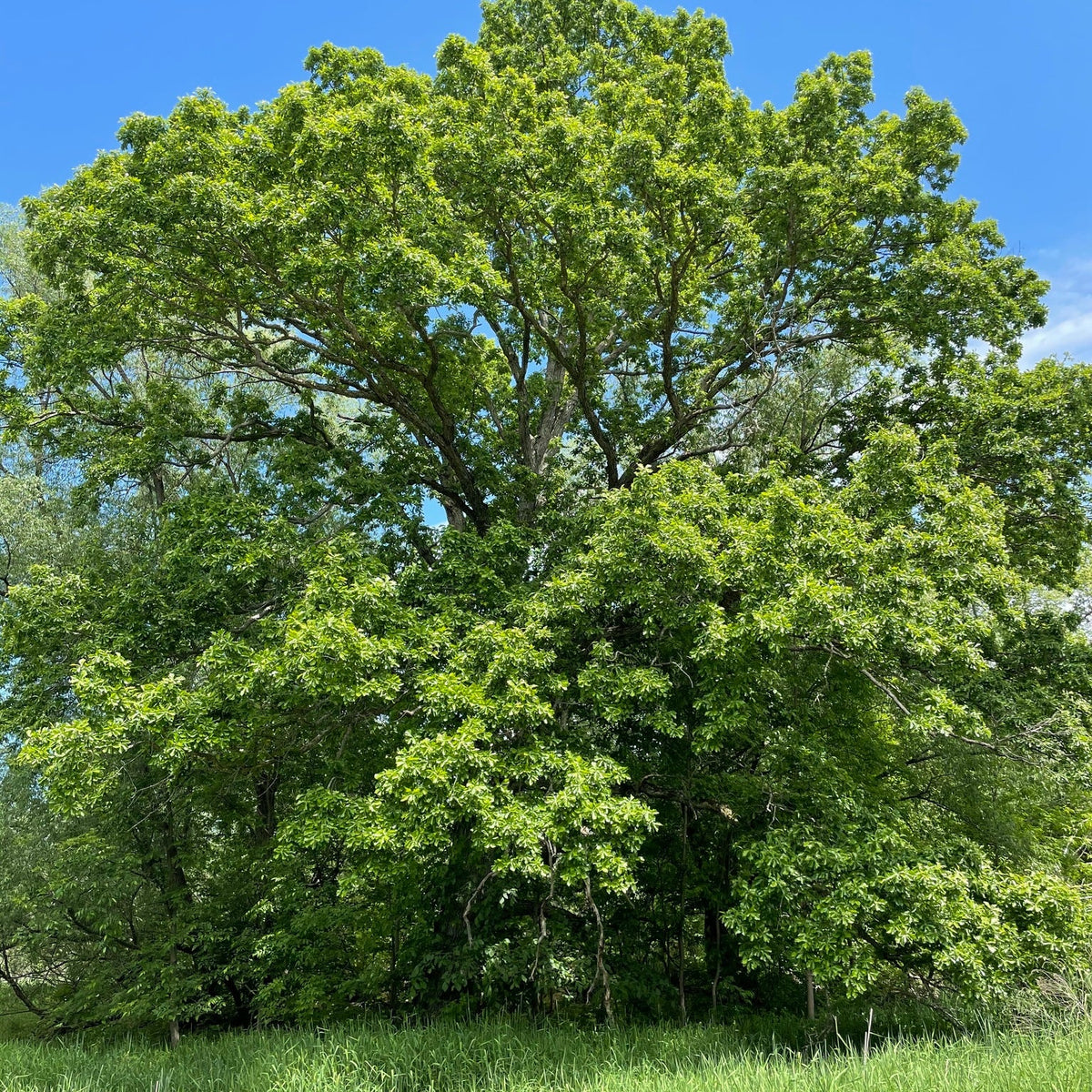 Quercus bicolor (Swamp White Oak)