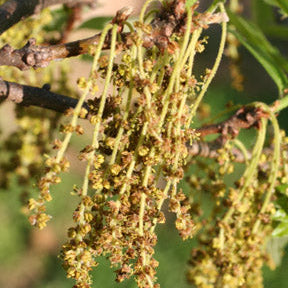 Quercus bicolor (Swamp White Oak)