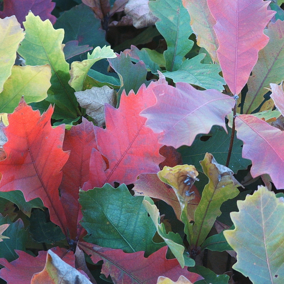 Quercus bicolor (Swamp White Oak)