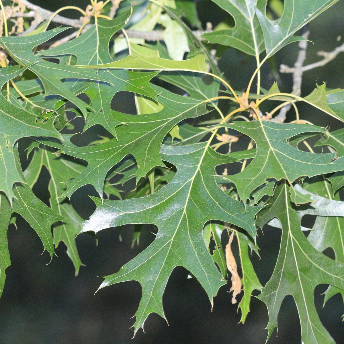 Quercus coccinea (Scarlet Oak)