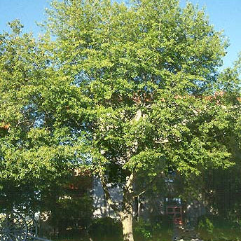 Quercus coccinea (Scarlet Oak)