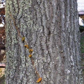 Quercus coccinea (Scarlet Oak)