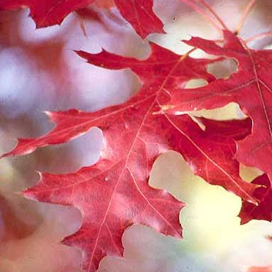 Quercus coccinea (Scarlet Oak)