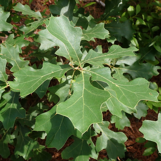 Quercus ilicifolia (Bear Oak)