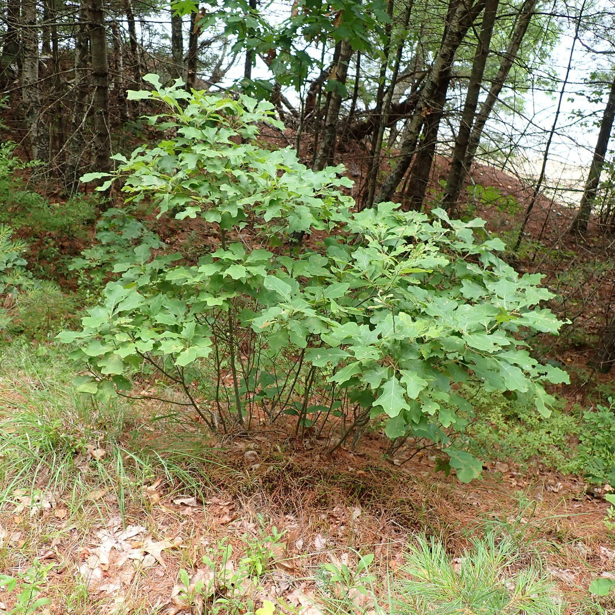 Quercus ilicifolia (Bear Oak)