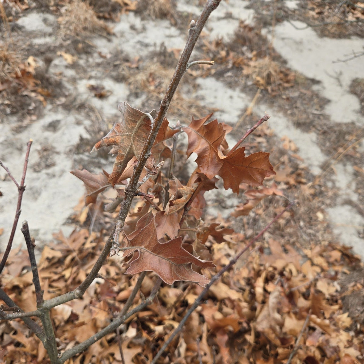 Quercus ilicifolia (Bear Oak)