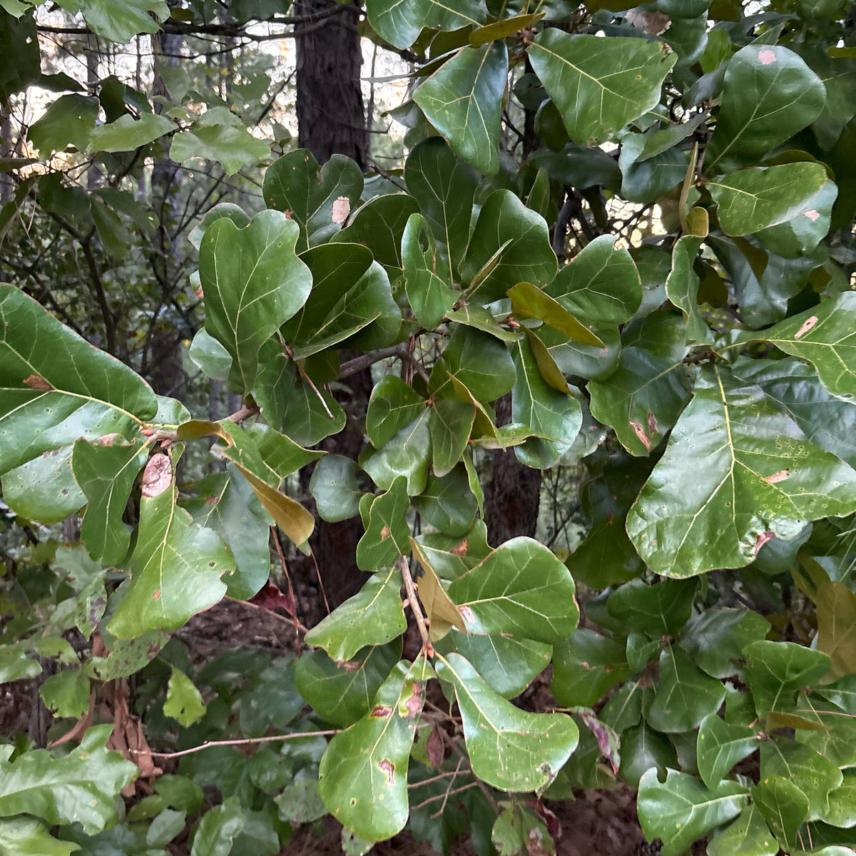 Quercus marilandica (Black-Jack Oak)
