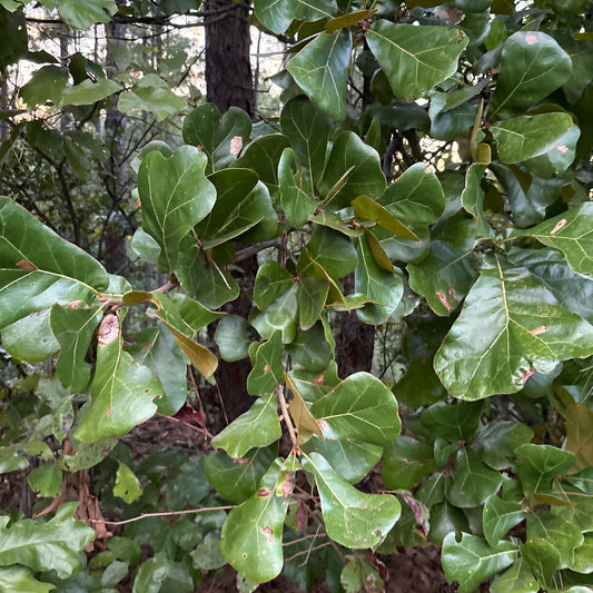 Quercus marilandica (Black-Jack Oak)