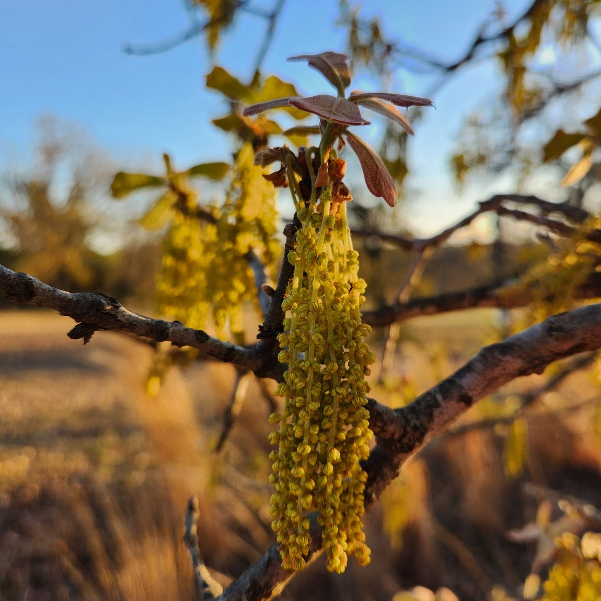 Quercus marilandica (Black-Jack Oak)