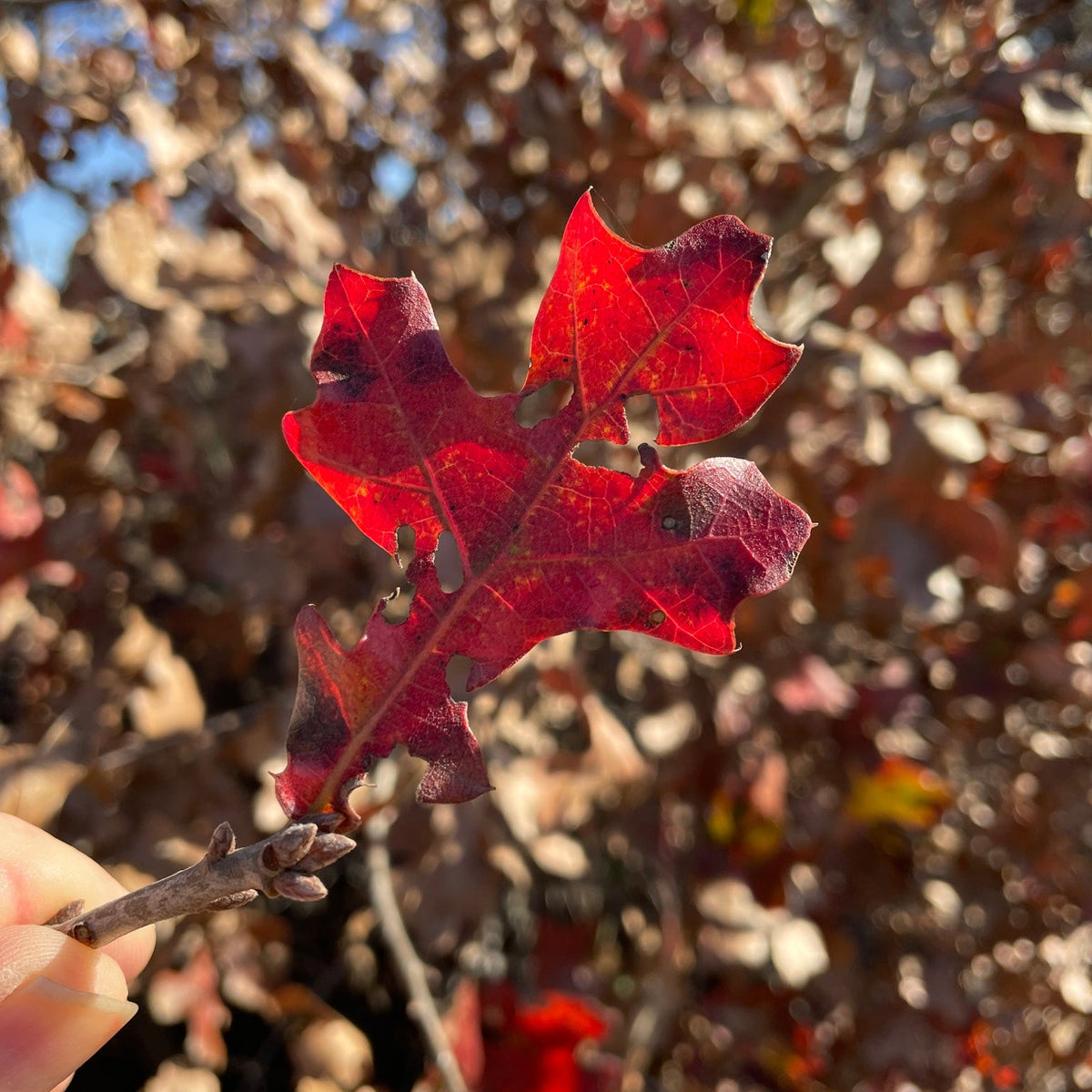 Quercus marilandica (Black-Jack Oak)