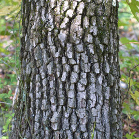 Quercus marilandica (Black-Jack Oak)
