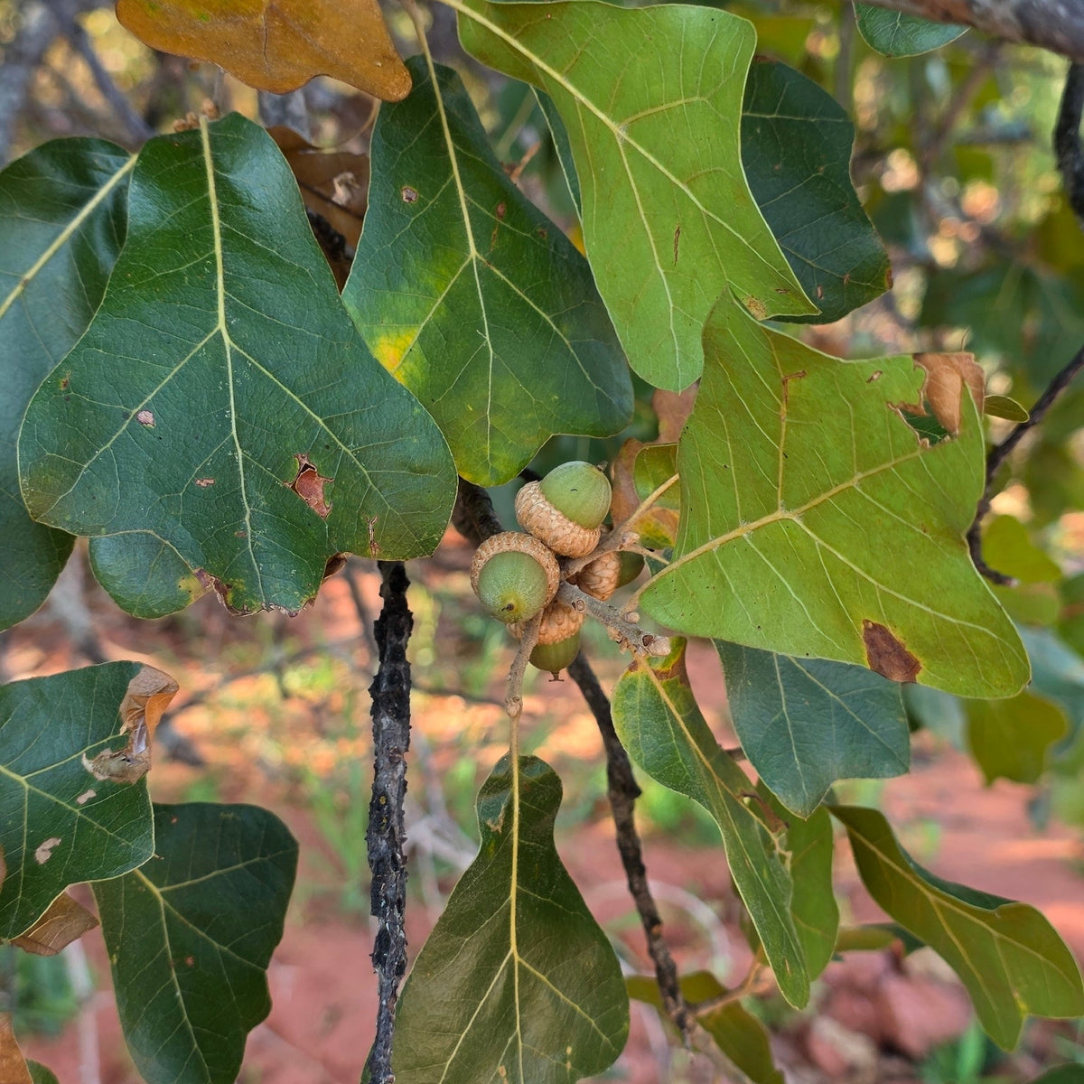 Quercus marilandica (Black-Jack Oak)