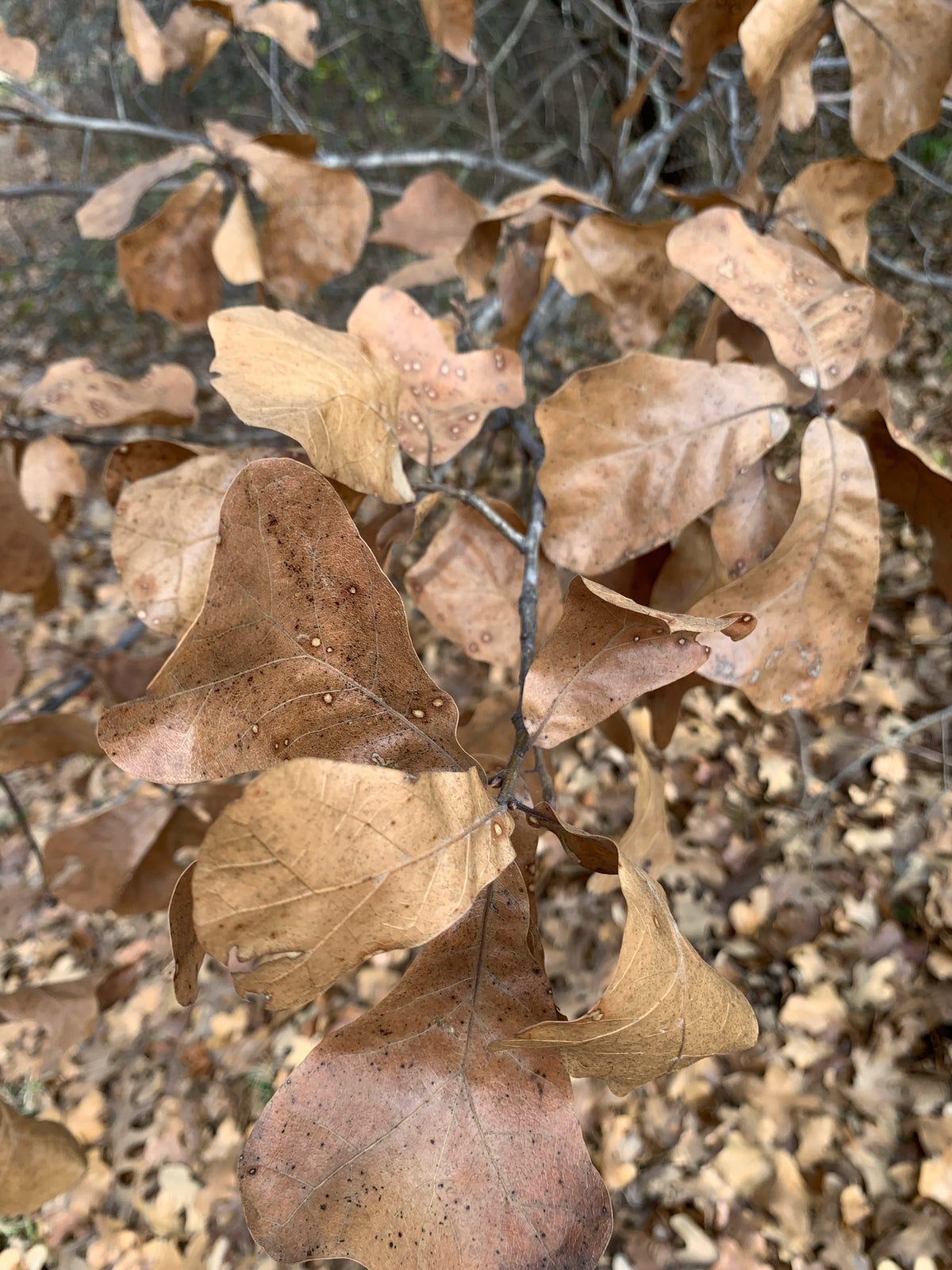 Quercus marilandica (Black-Jack Oak)