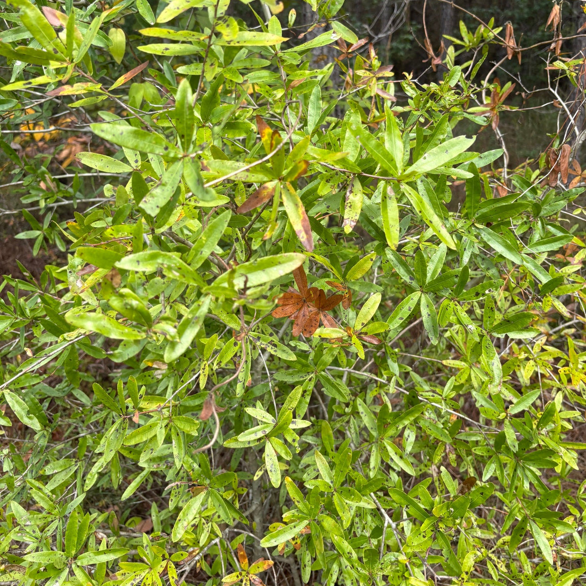 Quercus phellos (Willow Oak)