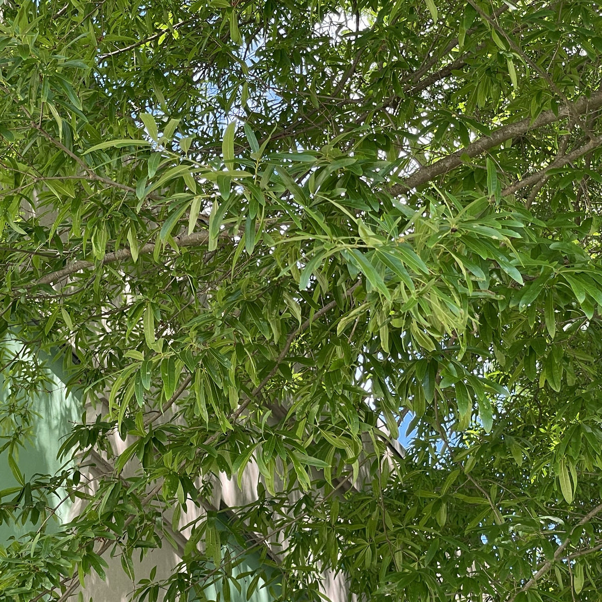 Quercus phellos (Willow Oak)