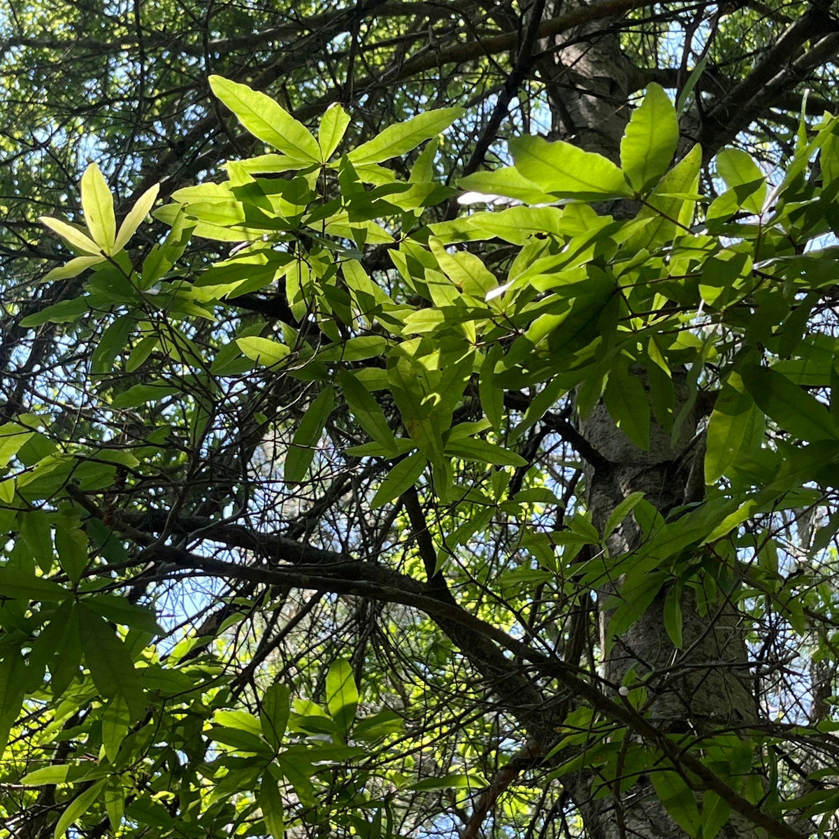 Quercus phellos (Willow Oak)