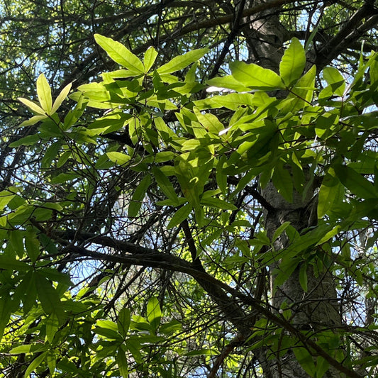 Quercus phellos (Willow Oak)