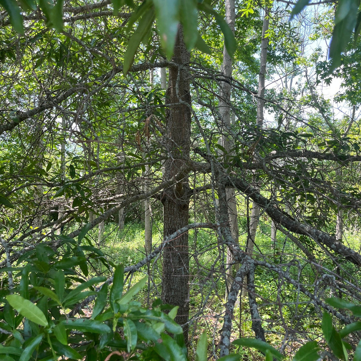 Quercus phellos (Willow Oak)