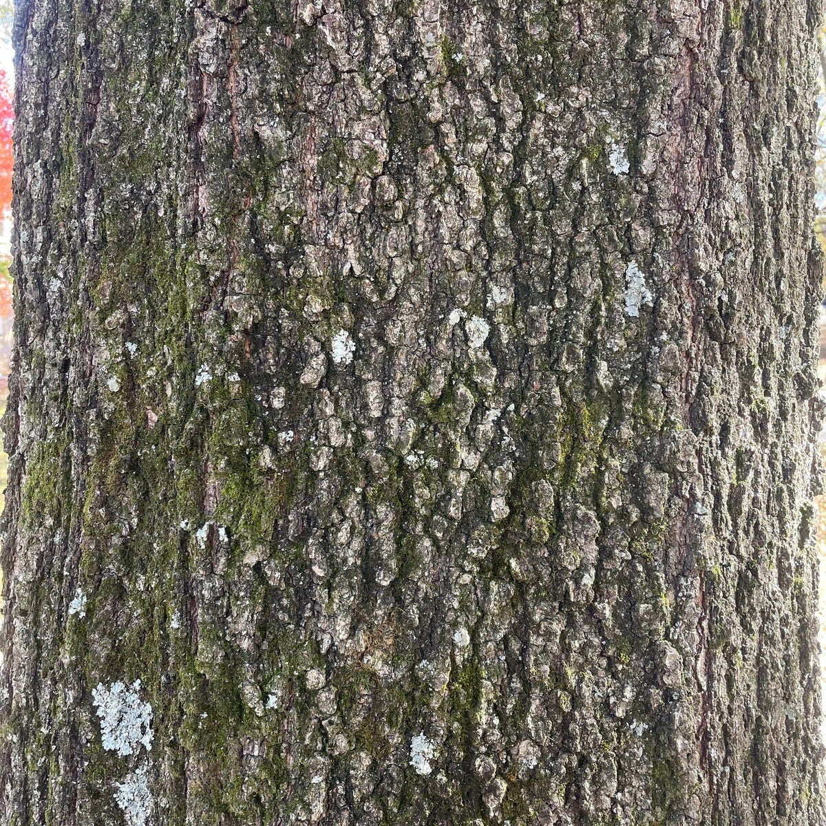 Quercus phellos (Willow Oak)