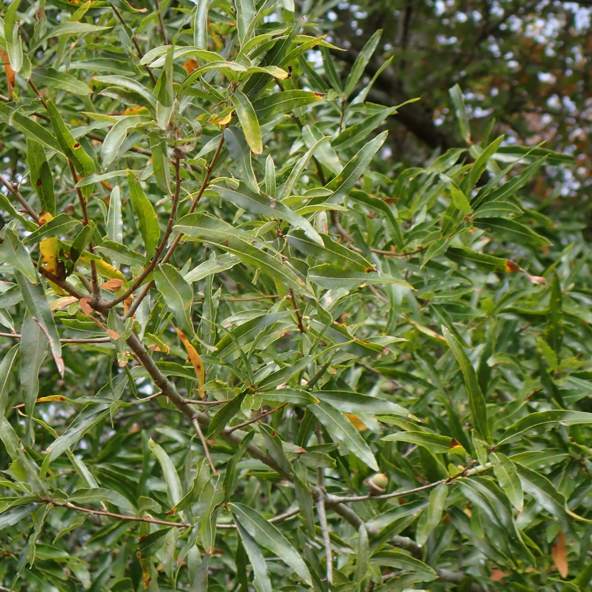 Quercus phellos (Willow Oak)
