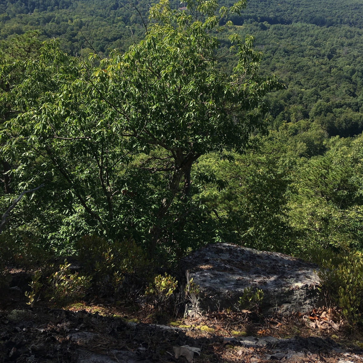 Quercus prinus (Chestnut Oak)