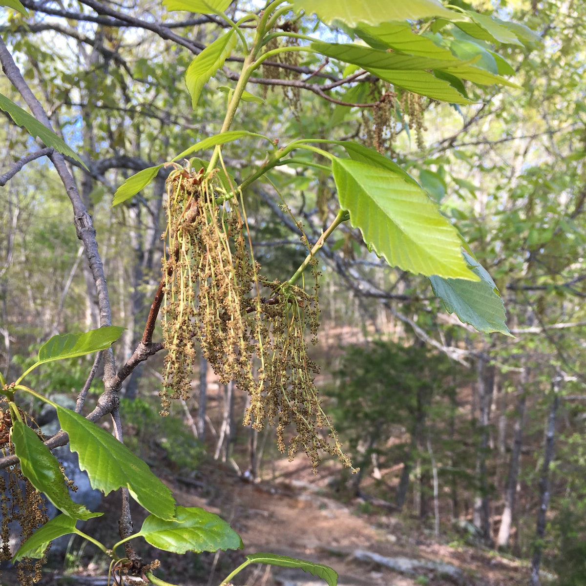 Quercus prinus (Chestnut Oak)