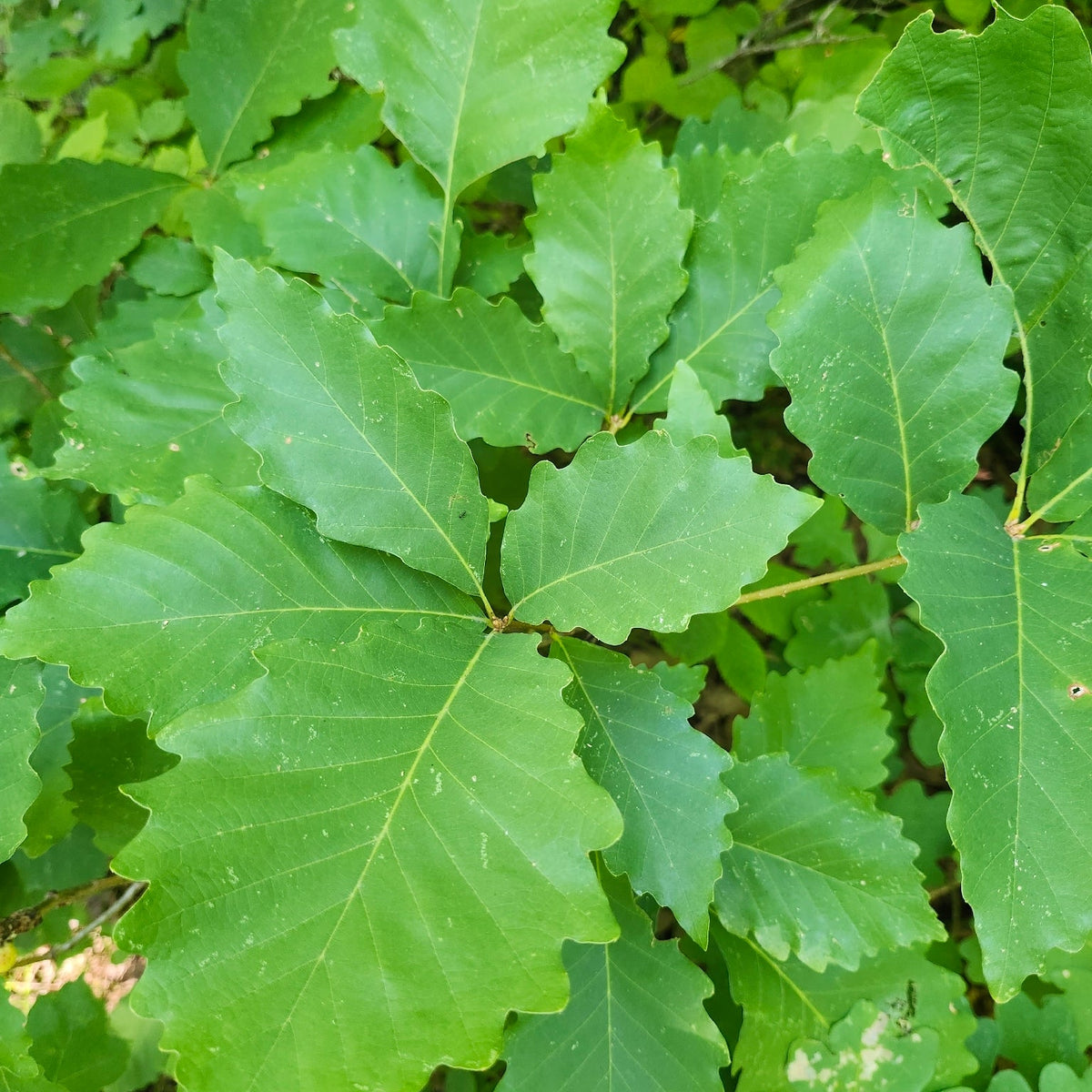 Quercus prinus (Chestnut Oak)