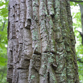 Quercus prinus (Chestnut Oak)