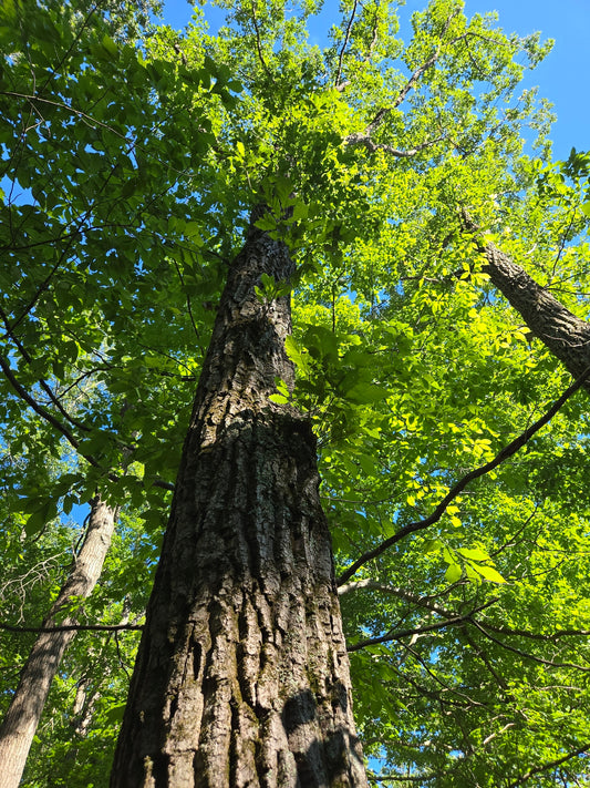 Quercus prinus (Chestnut Oak)