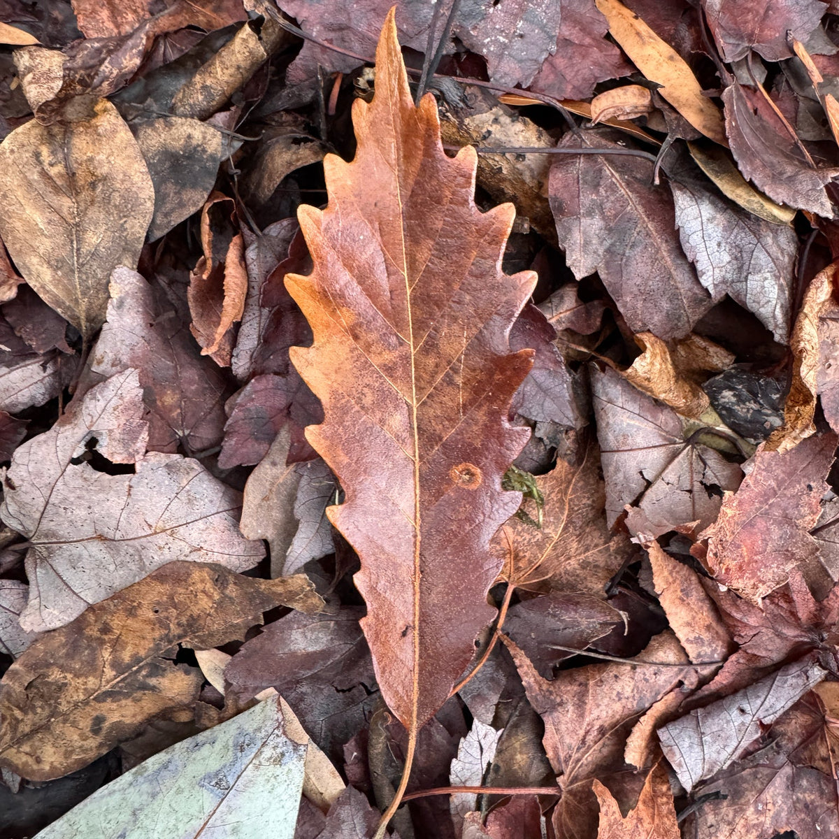 Quercus prinus (Chestnut Oak)