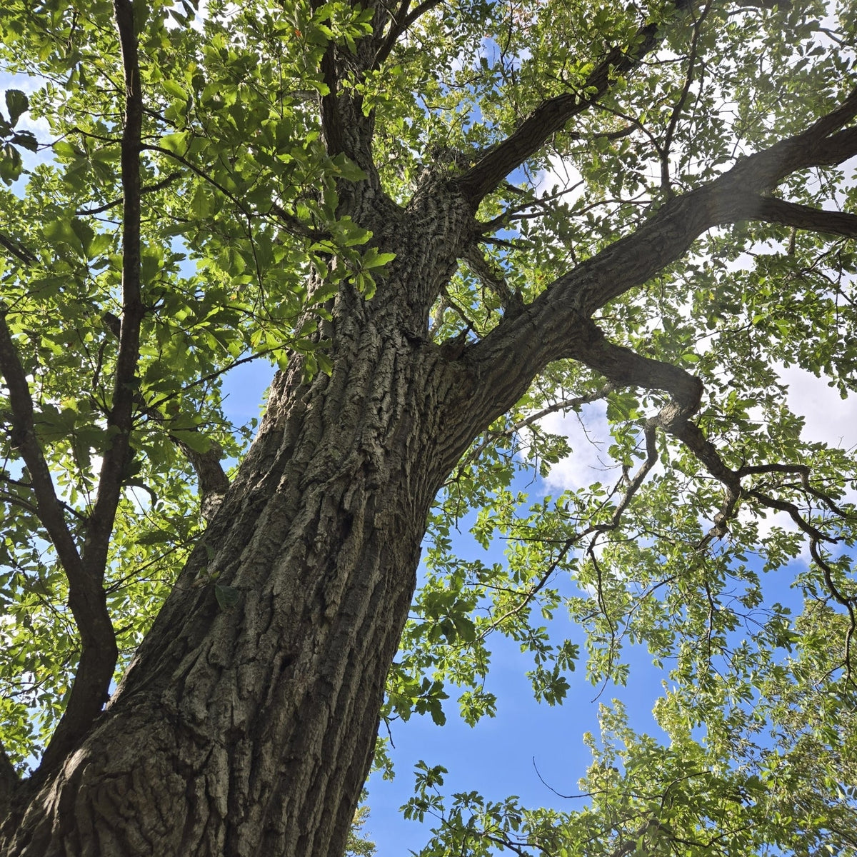 Quercus prinus (Chestnut Oak)