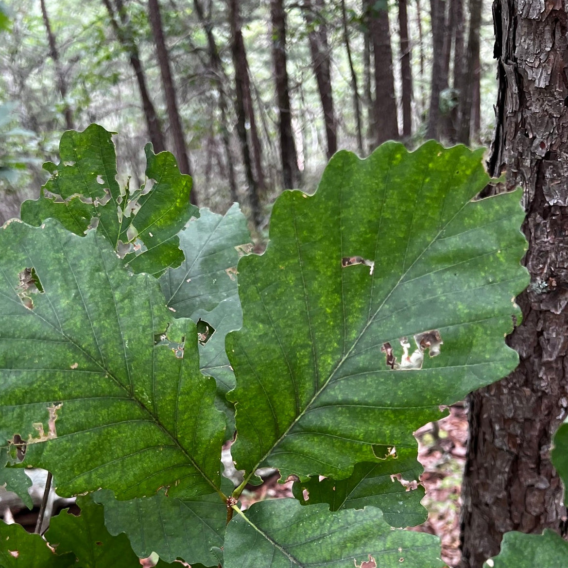 Quercus prinus (Chestnut Oak)