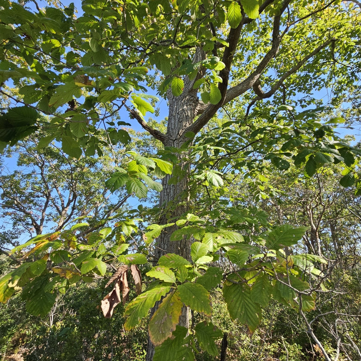 Quercus prinus (Chestnut Oak)