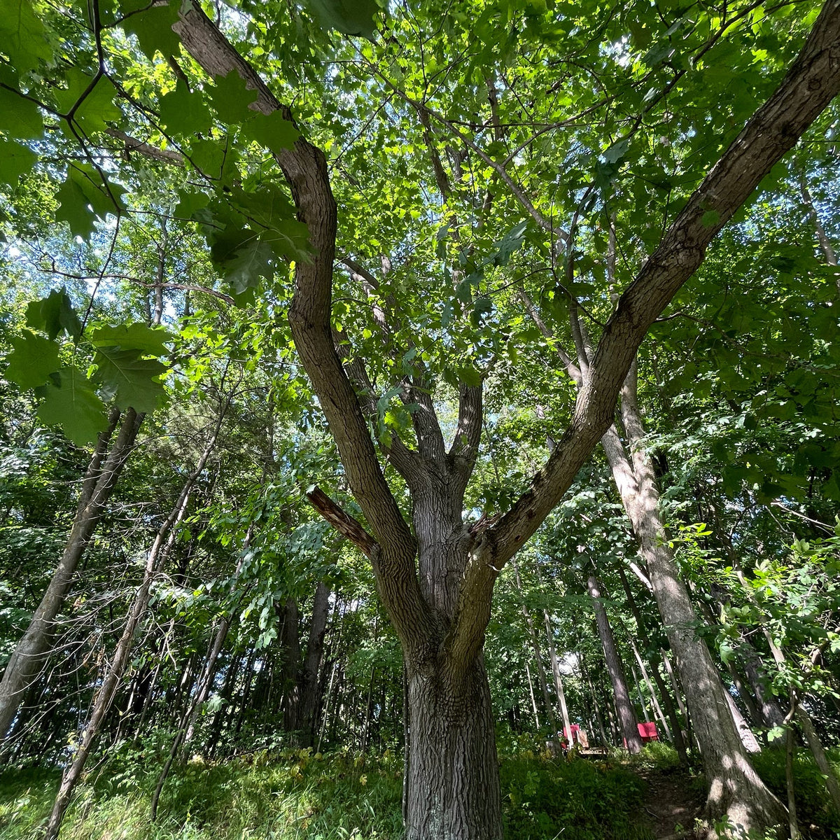 Quercus rubra (Northern Red Oak)