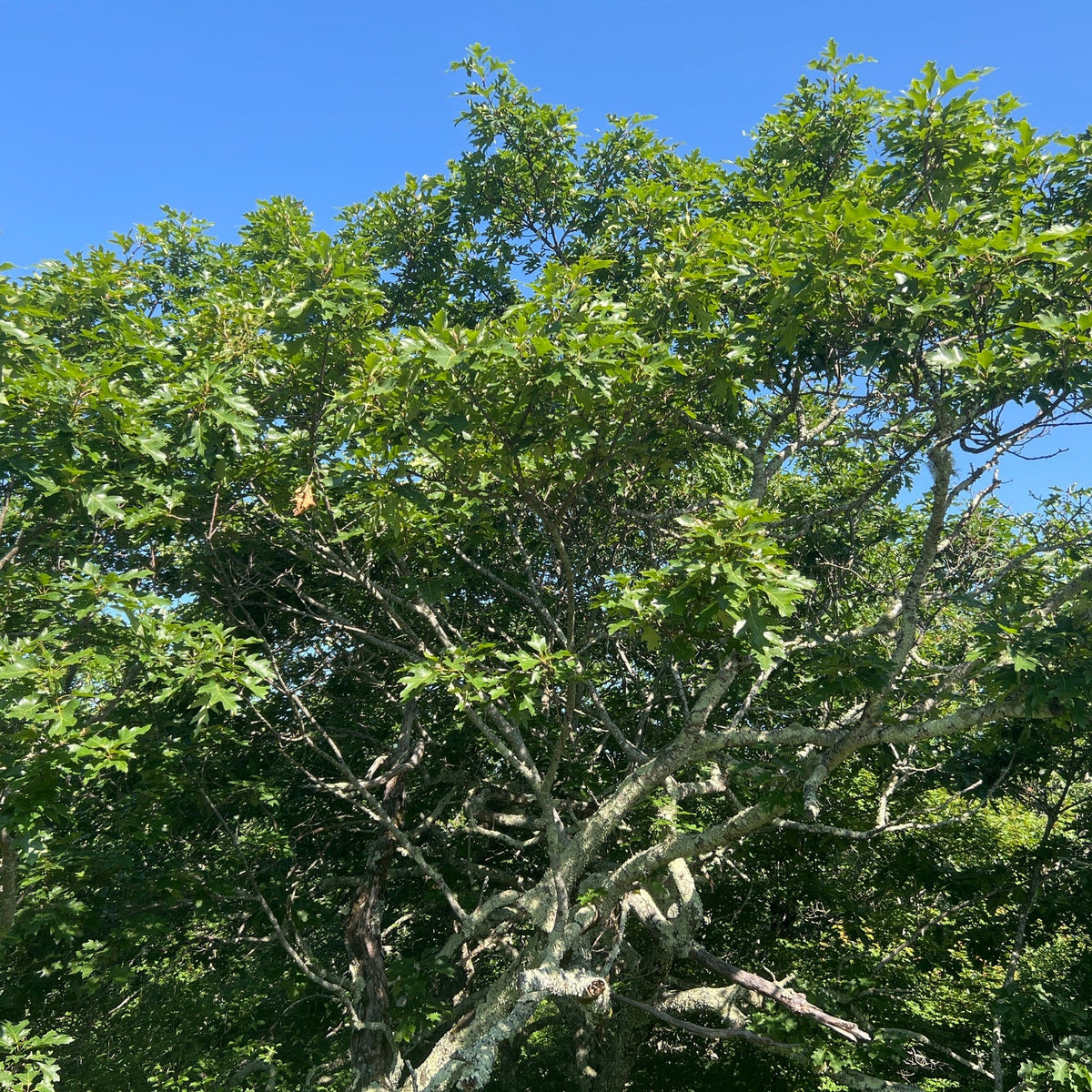 Quercus rubra (Northern Red Oak)