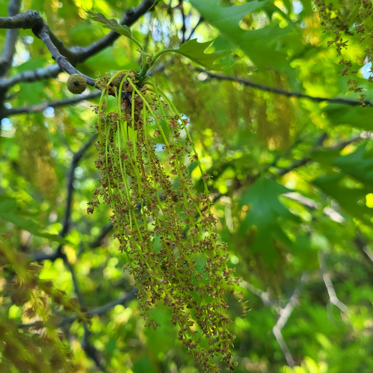 Quercus rubra (Northern Red Oak)