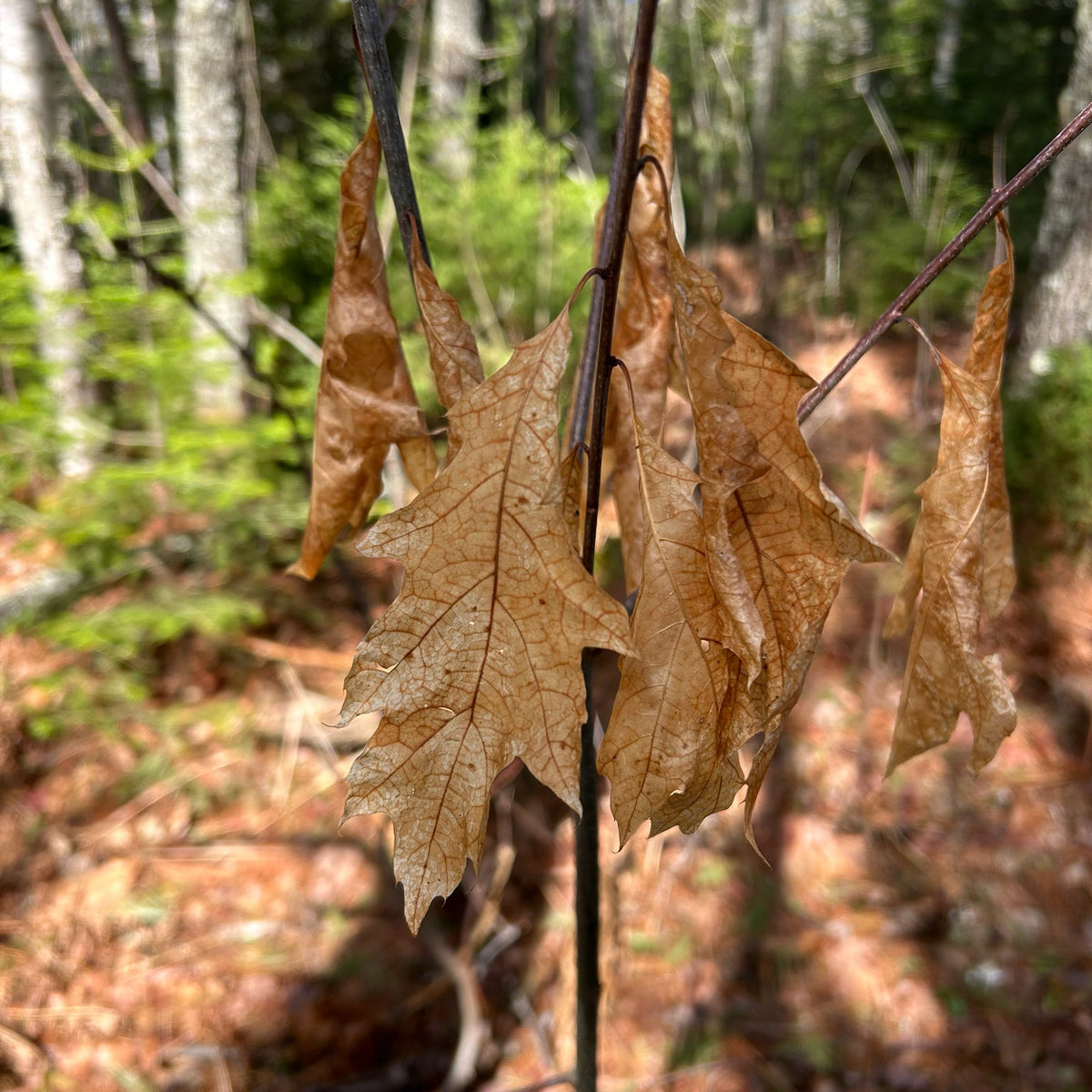 Quercus rubra (Northern Red Oak)