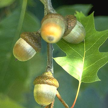 Quercus rubra (Northern Red Oak)