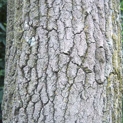 Quercus rubra (Northern Red Oak)