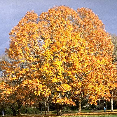 Quercus rubra (Northern Red Oak)