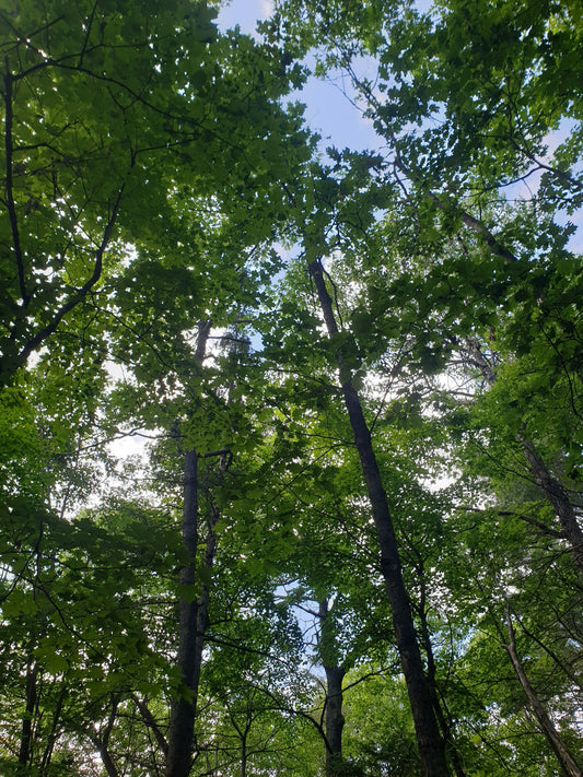 Quercus rubra (Northern Red Oak)