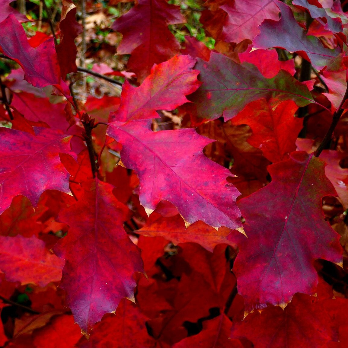 Quercus rubra (Northern Red Oak)