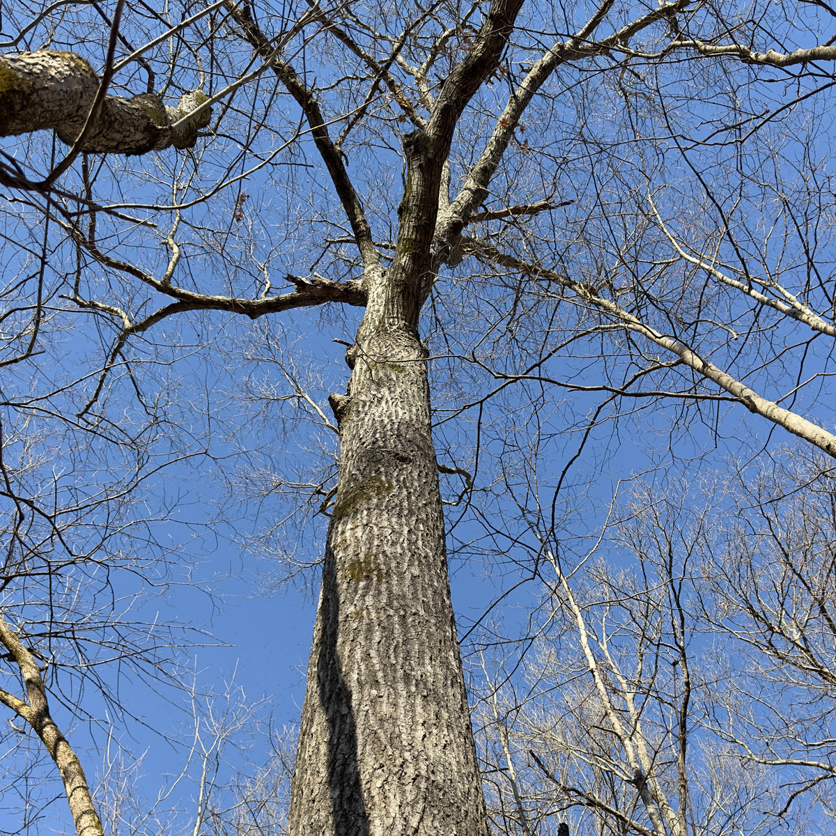 Quercus rubra (Northern Red Oak)